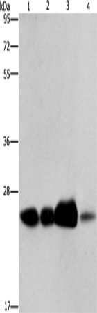 Anti-Human/Mouse/Rat ARFRP1 Antibody - ABMIUM