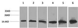 Western Blot analysis of 1) Hela, 2) 293T, 3) 3T3, 4) Mouse liver, 5) Rat liver, 6) Rat kidney with CYCS Monoclonal Antibody.