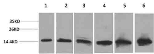 Anti-Human/Mouse/Rat CYCS Antibody [8G3]