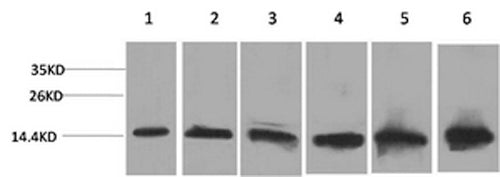 Western Blot analysis of 1) Hela, 2) 293T, 3) 3T3, 4) Mouse liver, 5) Rat liver, 6) Rat kidney with CYCS Monoclonal Antibody.
