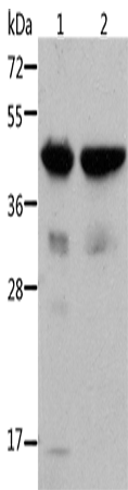 Anti-Human/Mouse/Rat ACTA1 Antibody - ABMIUM