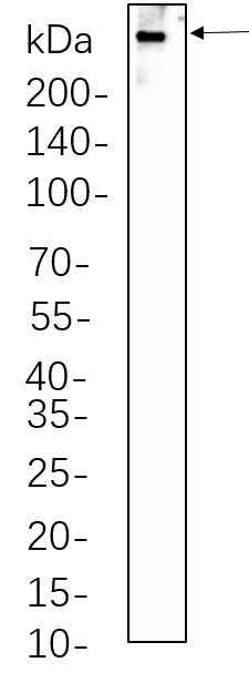 Anti-Human/Mouse/Rat Dystrophin Antibody [B1067] - ABMIUM