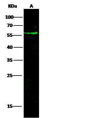 Anti-Mouse F3 Antibody [B445] - ABMIUM