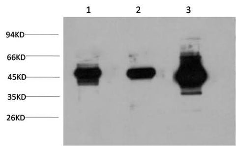 Western Blot analysis of 1) Hela, 2) 3T3, 3) Rat brain using GSK3 beta Monoclonal Antibody at dilution of 1:1000.