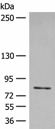 Anti-Human FGD3 Antibody - ABMIUM