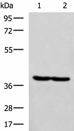 Western blot analysis of Hela and MCF7 cell lysates using RBM4 Polyclonal Antibody at dilution of 1:750