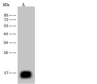 Anti-Mouse Reg3b Antibody [B507]