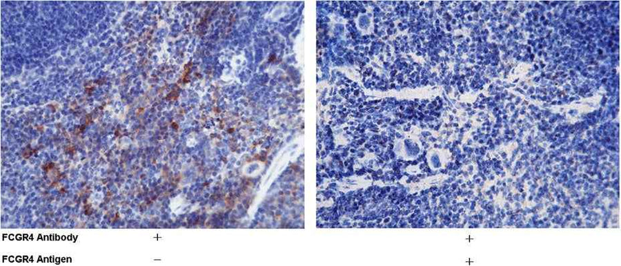 Anti-Mouse FCGR4 Antibody [B387]