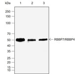 Anti-Human/Rat/Mouse RBBP7/RBBP4 Antibody [A787] - ABMIUM