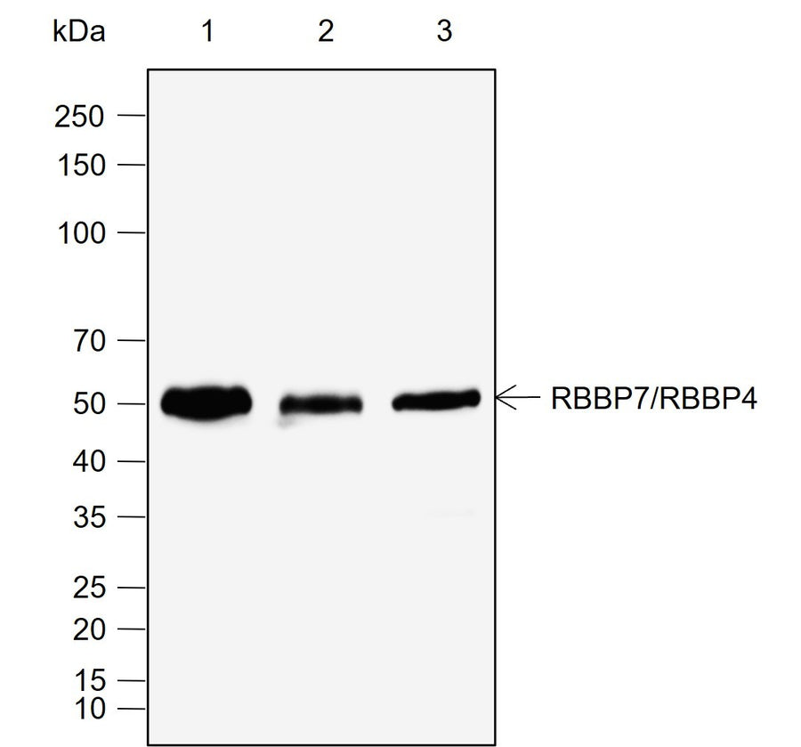 Anti-Human/Rat/Mouse RBBP7/RBBP4 Antibody [A787] - ABMIUM