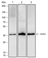 Anti-Human/Rat/Mouse Rad51 Antibody [A484]