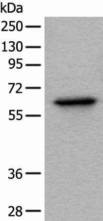 Anti-Human/Mouse/Rat BAIAP2L1 Antibody