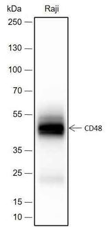 Anti-Human CD48 Antibody [A406]