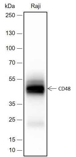 Anti-Human CD48 Antibody [A406]