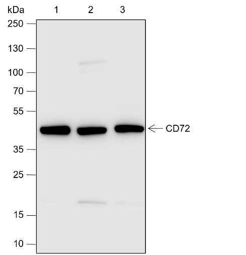 Anti-Human CD72 Antibody [A630]