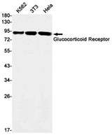 Western blot detection of Glucocorticoid Receptor in K562,3T3,Hela cell lysates using Glucocorticoid Receptor Rabbit mAb(1:1000 diluted).Predicted band size:86kDa.Observed band size: 94,91kDa.