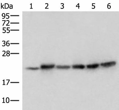 Western blot analysis of Mouse skeletal muscle tissue Mouse kidney tissue PC-3 Jurkat HepG2 and Hela cell lysates using ATP5PD Polyclonal Antibody at dilution of 1:300